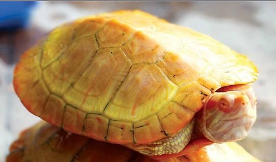 头条问答 - 金乌龟是什么?(13个回答)