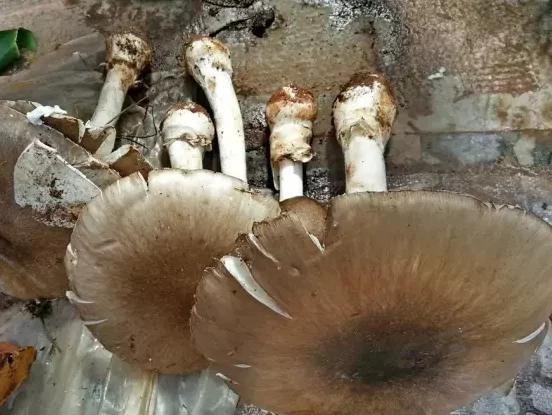 云南淋可可是真的吗:云南人能把菌做成什么美味