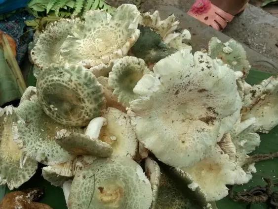 云南淋可可是真的吗:云南人能把菌做成什么美味