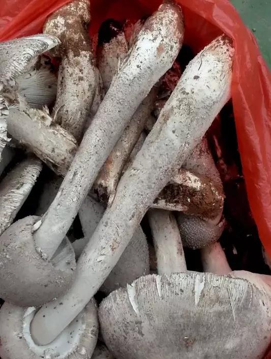 云南淋可可是真的吗:云南人能把菌做成什么美味