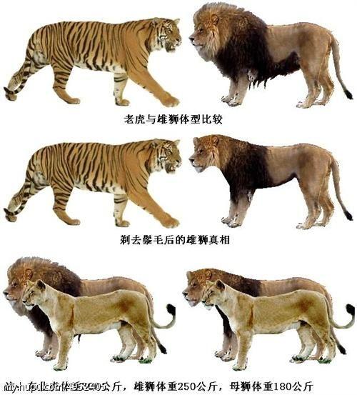 为什么老虎总是打不过狮子