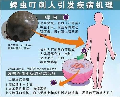 怎样治疗牛身上的牛虱:为什么现在到处都有蜱虫？