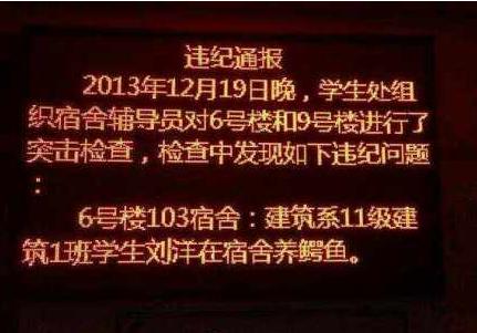 你见过最奇葩的宠物是什么？