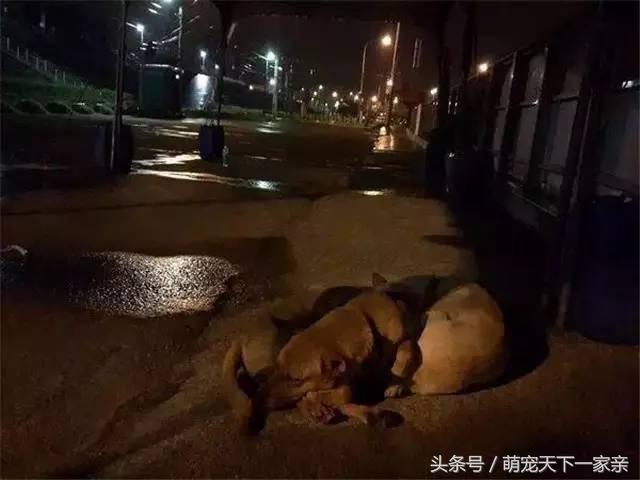 犬奴:主人丢失的狗狗，会在原地等多久？