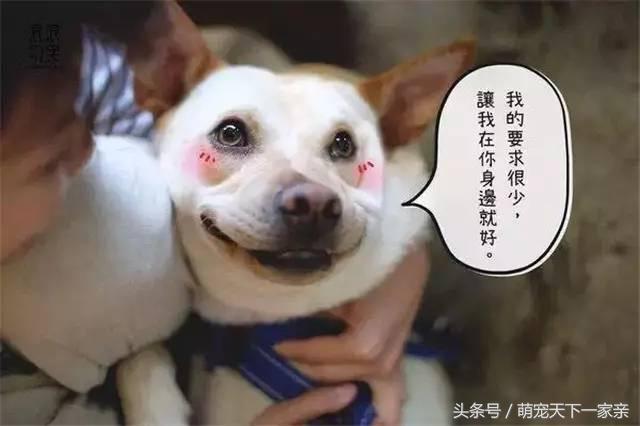 犬奴:主人丢失的狗狗，会在原地等多久？