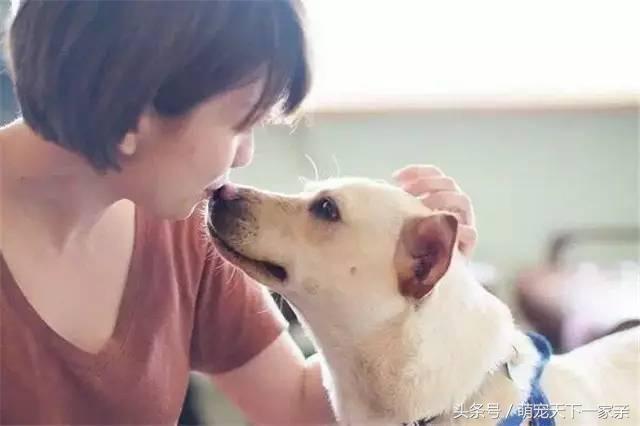 犬奴:主人丢失的狗狗，会在原地等多久？