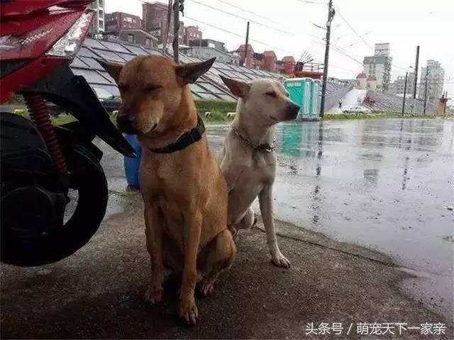 犬奴:主人丢失的狗狗，会在原地等多久？