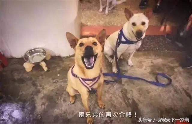 犬奴:主人丢失的狗狗，会在原地等多久？