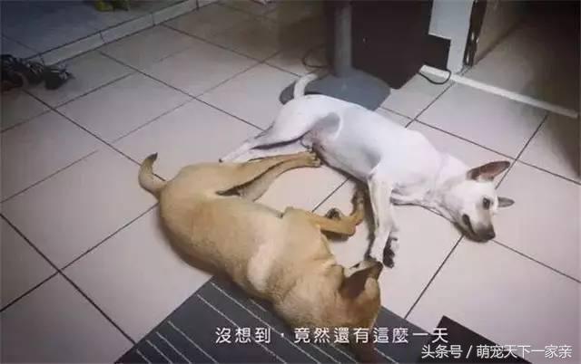 犬奴:主人丢失的狗狗，会在原地等多久？