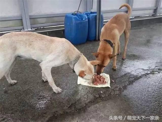 犬奴:主人丢失的狗狗，会在原地等多久？