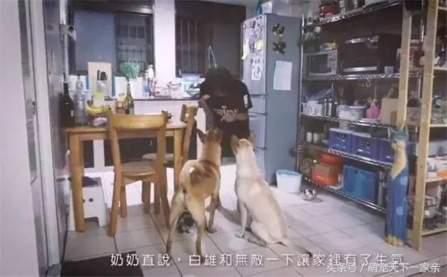 犬奴:主人丢失的狗狗，会在原地等多久？