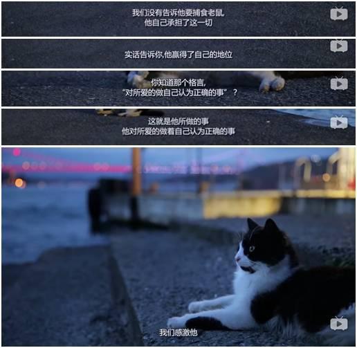 穿鞋子的猫免费:有哪些适合和猫一起看的电影？