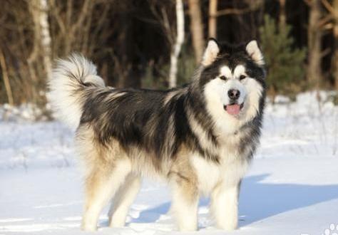 美国猎狐犬新疆:想买两只可以打猎的狗狗，哪种比较合适？ 美国猎狐犬与比格犬