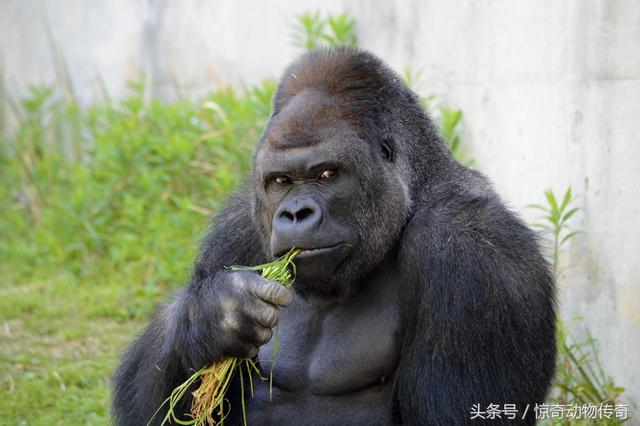 平头哥蜜獾图片:平头哥蜜獾真的是无敌的吗？