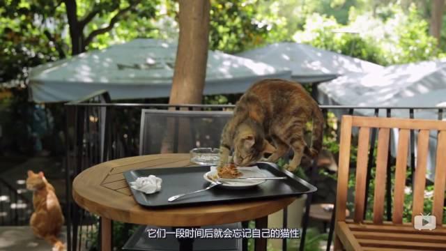 穿鞋子的猫免费:有哪些适合和猫一起看的电影？