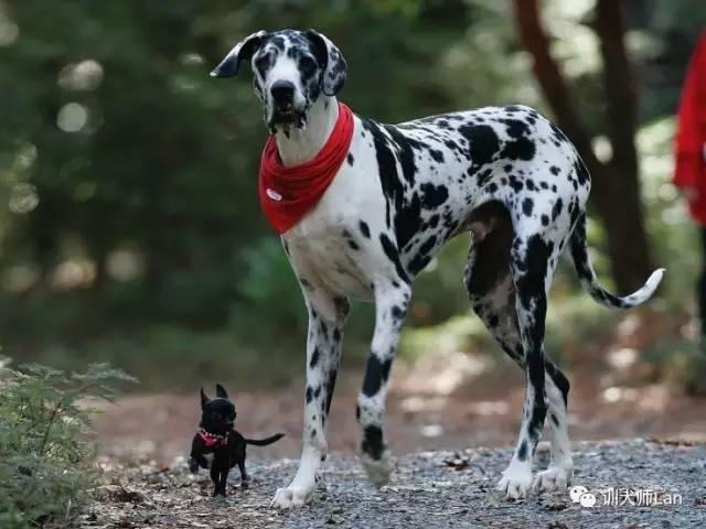 头条问答 大型犬和小型犬的 幼犬狗粮 有区别吗 13个回答