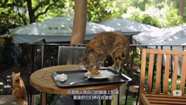 穿鞋子的猫免费:有哪些适合和猫一起看的电影？