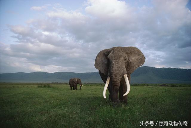 平头哥蜜獾图片:平头哥蜜獾真的是无敌的吗？