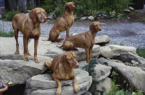 美国猎狐犬的品种简介:美国猎狐犬多少一只 哪些狗狗适合一起徒步旅行？