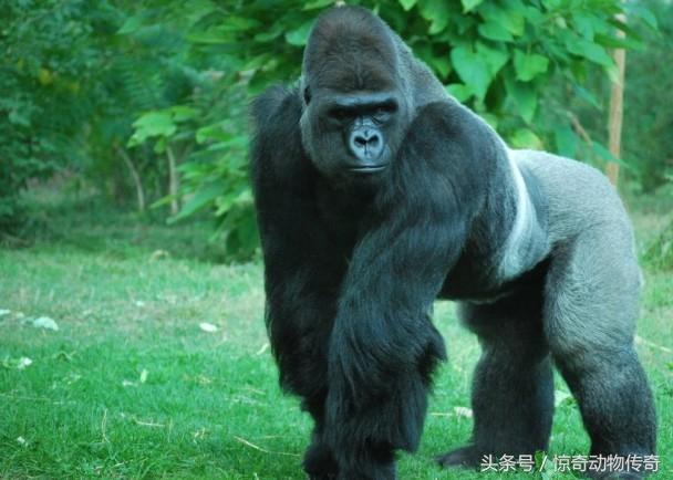 平头哥蜜獾图片:平头哥蜜獾真的是无敌的吗？