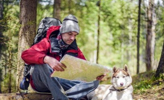 美国猎狐犬的品种简介:美国猎狐犬多少一只 哪些狗狗适合一起徒步旅行？