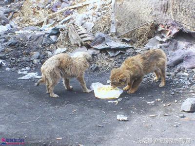 血清对狂犬病的预防措施:狂犬病的发病机理有哪些？