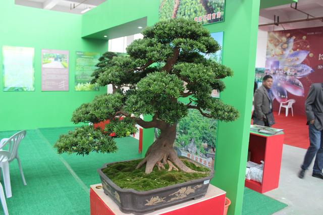 家里的铁树开花好不好:竹木纤维墙板用于家装到底好不好？