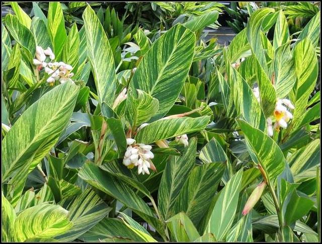 花叶艳山姜是草本还是木本:花叶艳山姜是草本还是灌木 象玉石一样的花是什么花？