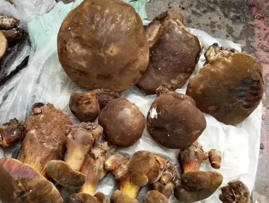 云南淋可可是真的吗:云南人能把菌做成什么美味