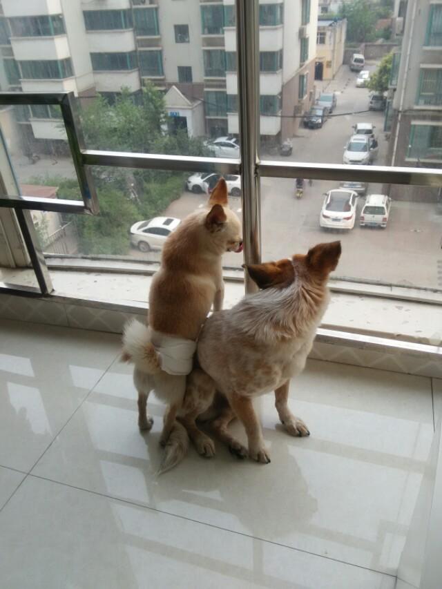梦见一只大狗和两只小狗:养一只狗跟养两只狗有什么区别？ 梦见一只大狗和两只小狗是怎么回事