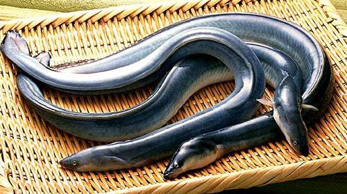 日本人吃什么壮阳，鳗鱼对人体有什么功效为什么日本人这么喜欢吃鳗鱼