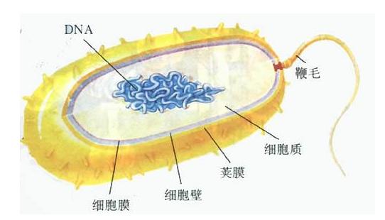幽门螺杆菌结构模式图图片