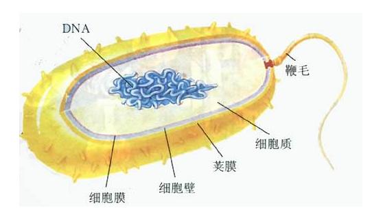 除了抗生素之外,有没有其他办法能杀死幽门螺杆菌的呢?-惠修网