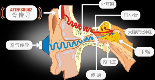 耳部结构图耳内骨迷路及膜迷路:人耳的内耳中的螺旋器是如何工作的？