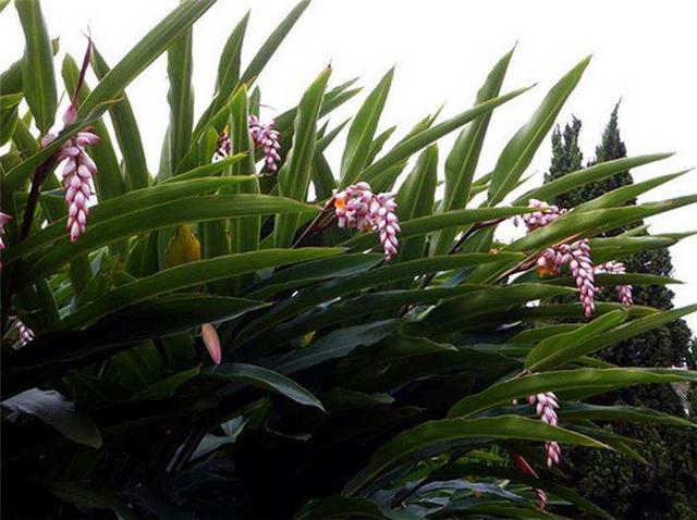 花叶艳山姜百度百科:你能说出哪些不用经常浇水的花？