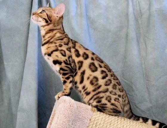 黑色的宠物猫有哪些品种:什么品种的猫比较适合当宠物？