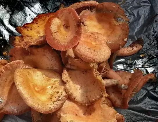 云南淋可可是真的吗:云南人能把菌做成什么美味