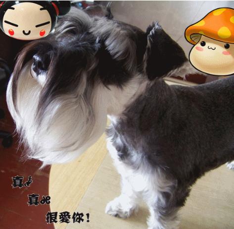 雪纳瑞犬:挑选雪纳瑞犬时，要知道哪些事？