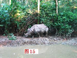 独眼鲨鱼:《山海经》中有没有可能真实存在的动物？