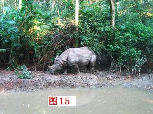 山海经被证实的75种生物，《山海经》中有没有可能真实存在的动物