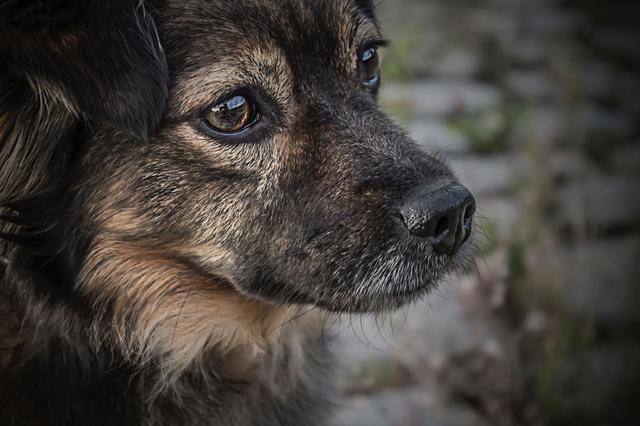 柴犬和秋田犬的区别:如何区分中华田园犬和秋田犬？