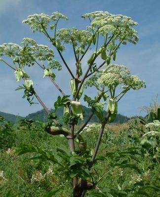 头条问答 - 请问这个是蛇床子吗?(5个回答)