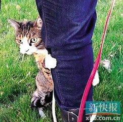 小猫跳出来轻轻咬一下腿就跑:猫咪有时候像发疯一样在屋里上蹿下跳的奔跑，这是怎么一回事呢？ 小猫咬着袜子叫得很凶