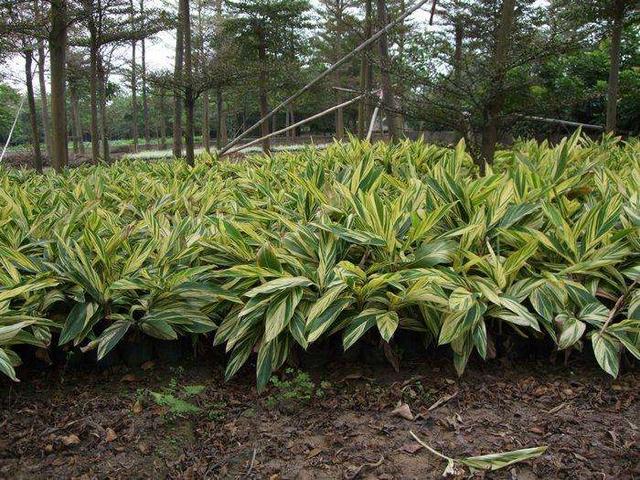 花叶艳山姜百度百科:你能说出哪些不用经常浇水的花？