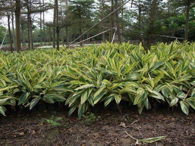 花叶艳山姜是草本还是木本:花叶艳山姜是草本还是灌木 象玉石一样的花是什么花？