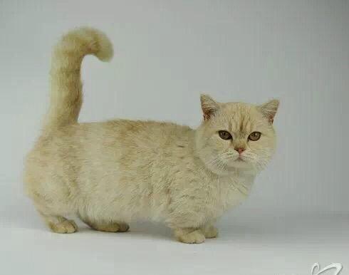 黑色的宠物猫有哪些品种:什么品种的猫比较适合当宠物？