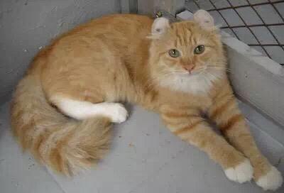 猫的品种图,养猫养什么品种好？为什么？