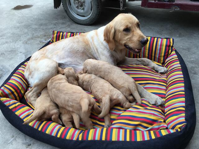 两岁金毛犬价格:我想养一只金毛，金毛一个月大概要花多少钱？ 2岁金毛犬价格