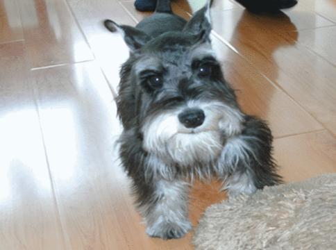 雪纳瑞犬:挑选雪纳瑞犬时，要知道哪些事？
