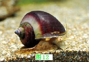 独眼鲨鱼:《山海经》中有没有可能真实存在的动物？